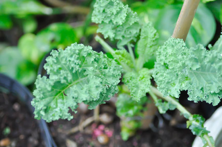 Kale , Brassicaceae or Brassica Oleracea plant or vegetableの写真素材