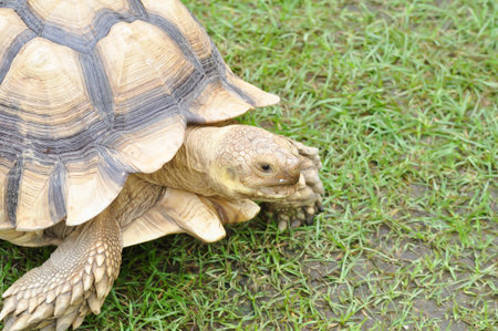 africa tortoise, African spurred tortoise or  Centrochelys sulcata or  Geochelone sulcata or  sulcata tortoise or tortoise on the grassの写真素材