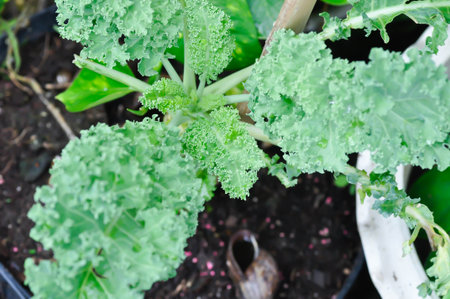 Kale , Brassicaceae or Brassica Oleracea plant or vegetableの写真素材