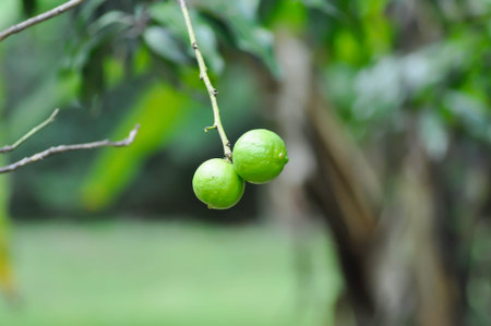 lime, lime plant or lemon tree on the farm