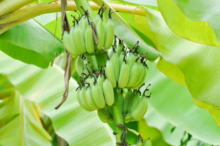 banana or banana plant, banana tree or Banana blossom or banana seed on the treeの写真素材