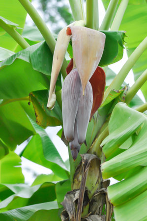 banana or banana plant, banana tree or Banana blossom on the banana plantの写真素材