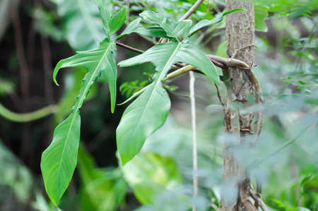 Philodendron pedatum Glad Hands or ARACEAE , Philodendron plant on the treeの写真素材