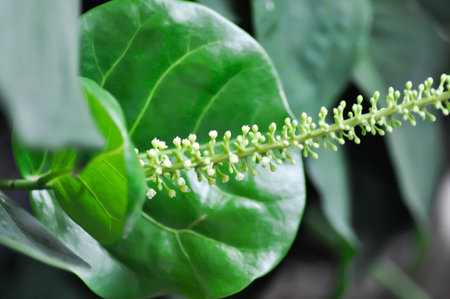 Coccoloba uvifera ,Sea grape or POLYGONACEAEplant and flowerの写真素材
