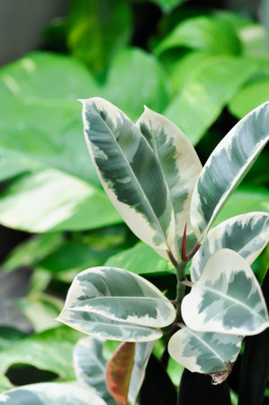 Decora Tree, Indian Rubber Tree or Rubber Plant or Variegated Indian Rubber or Ficus elastica or Assam Rubber or bicolor plantの写真素材