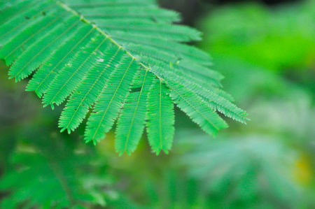 Acacia pennata, Tropical Acacia plantの写真素材