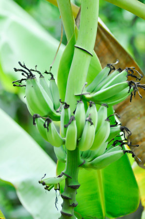 banana or banana plant, banana tree or Banana blossom or banana seed on the treeの写真素材