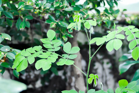Rain tree or Samanea saman, or small Rain Tree or new born plantの写真素材