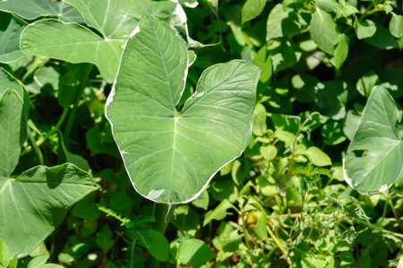Albomarginata, Araceae or Schott or Xanthosoma sagittifolium or XANTHOSOMA or Mickey Mouse Plant in the gardenの写真素材