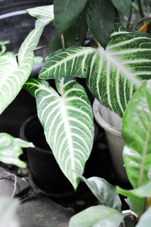 The Xanthosoma, The Fancy Leaf Caladium or Caladium Lindenii Andre or Madisonsyn or Xanthosoma Lindenii or Araceae or bicolor plantの写真素材