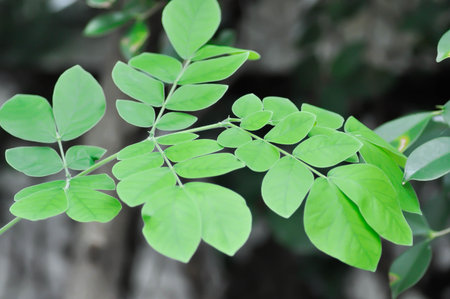 Rain tree or Samanea saman, LEGUMINOSAE MIMOSOIDEAE or small Rain Tree or new born plantの写真素材
