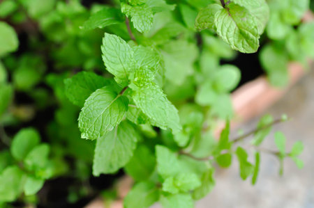 peppermint plant, marsh mint or mentha cordifolia plant