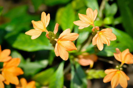Crossandra or ACANTHACEAE, ,crossandra infundibuliformis or  Crossandra infundibuliformis Merr or...