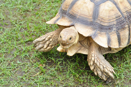 africa tortoise, African spurred tortoise or  Centrochelys sulcata or  Geochelone sulcata or ...