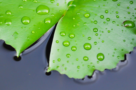 rain drop on lotus leaf, lotus leaves in the pondの写真素材