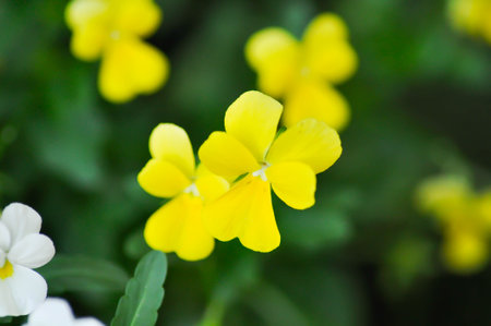 Yellow Pansy or Viola cornuta or Penny Yellow or Viola cornuta Penny Yellow or Pansies or Pansy or Viola or Viola cornuta or  Viola lutea or Viola x wittrockiana flower in the gardenの写真素材