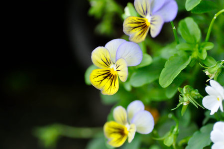 Pansies, Pansy or Viola or Viola cornuta or  Viola lutea or Viola x wittrockiana flowerの写真素材