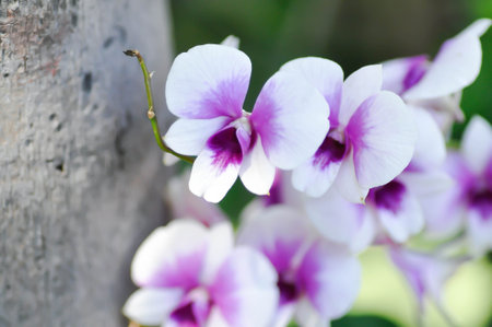 purple orchid or white and purple orchid flower, orchid or ORCHIDACEAE or dendrobium enobi or dendrobium orchid in the gardenの写真素材