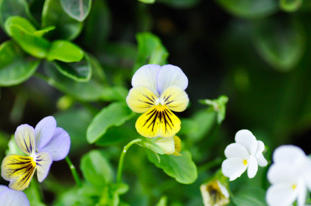 Pansies, Pansy or Viola or Viola cornuta or  Viola lutea or Viola x wittrockiana flowerの写真素材