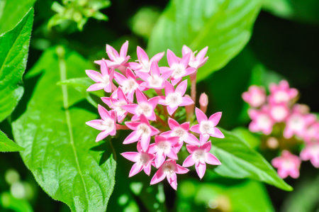 Pentas lanceolata , Egyptian star cluster or RUBIACEAE or Egyptian starcluster or Starflower or pink...