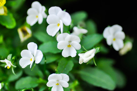 Pansies, Pansy or Viola or Viola cornuta or  Viola lutea or Viola x wittrockiana flower or white pansy flower in the gardenの写真素材
