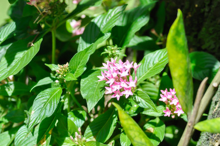 Pentas lanceolata , Egyptian star cluster or RUBIACEAE or Egyptian starcluster or Starflower or pink flower in the gardenの写真素材