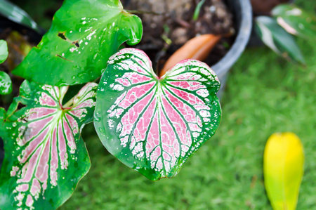 Caladium ,Caladium ThaiBeauty or Dieffenbachia seguine or Caladium bicolor or Araceae or pink leaf or bicolor plantの写真素材
