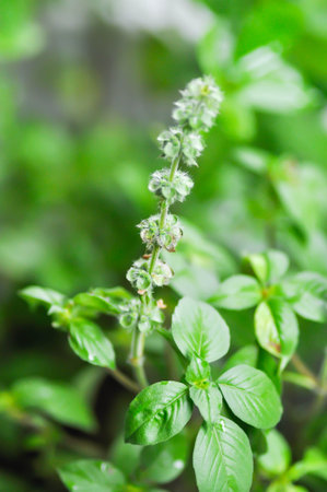 Ocimum basilicum Linn, Sweet Basil orThai Basil or LABIATAE or LAMIACEAE plant and flowerの写真素材