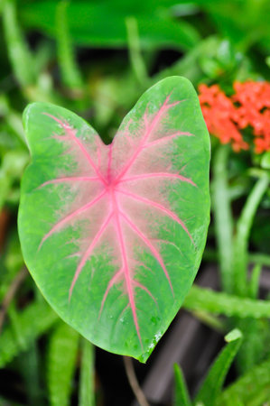 Caladium, Caladium Bicolor Vent or Caladium bicolor or bicolor plantの写真素材