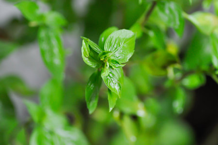 Ocimum basilicum Linn, Sweet Basil or Thai Basil plant in the garden