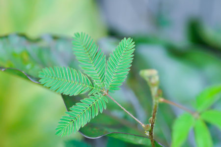 Sensitive plant , Shameplant or Sleeping grass or Mimosa hispidula Kunth or Mimosa pudica L or weed...