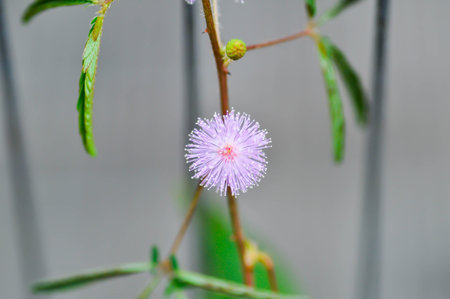 Sensitive plant , Shameplant or Sleeping grass or Mimosa hispidula Kunth or Mimosa pudica L and flower or weedの写真素材