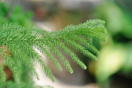 Araucaria cunninghamii, Araucaria heterophylla or Araucaria heterophylla Salisb Franco or...