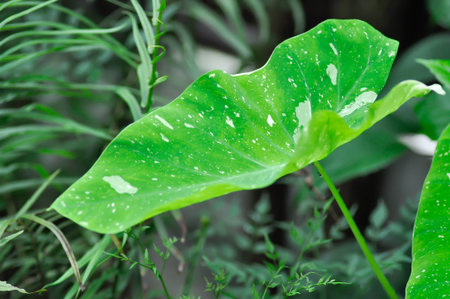 Colocasia milky way or Colocasia variegated or bicolor plant or Colocasia