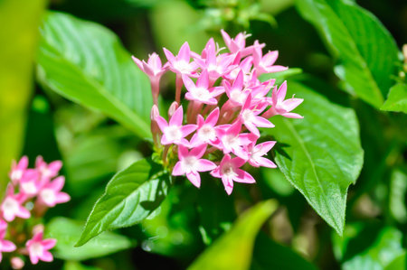 Pentas lanceolata , Egyptian star cluster or RUBIACEAE or Egyptian starcluster or Starflower or pink flower in the gardenの写真素材