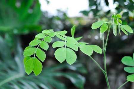 Rain tree or Samanea saman or small Rain Tree or new born plantの写真素材