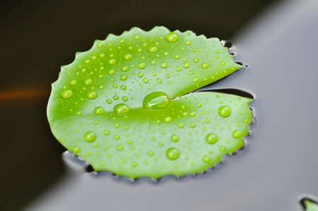 rain droplet on lotus leaf or rain drop or Nelumbo, Nelumbo nucifera Gaertn and dew drop