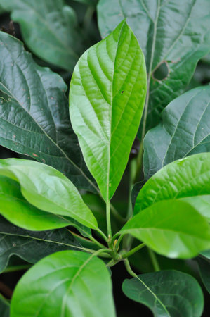 Persea americana Mill or Avocado plant , avocado tree or Lauraceae or Persea gratissima plant in the orchardの写真素材