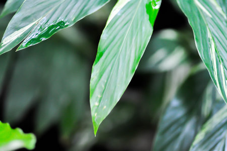 SynonymA sanderae, Variegated Shell Ginger or ZINGIBERACEAE or Alpinia sandrerae plant or bicolor...