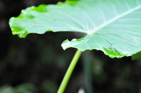 Cocoyam, colocasia esculenta or Dasheen or Eddoe or elephant ear or Japanese taro or taro or ARACEAE plantの写真素材