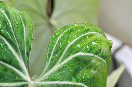 Philodendron Gloriosum ,Philodendron plantand dew drop or rain droplet on the leaf