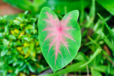 Caladium or Caladium Bicolor or pink and green leaf or bicolor plantの写真素材