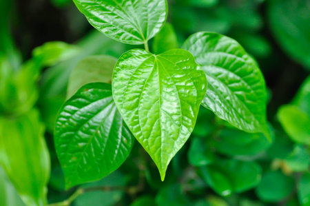 Wild Betel Leafbush , Piper sarmentosum Roxb or Piper lolot or Wild Betel or vegetable