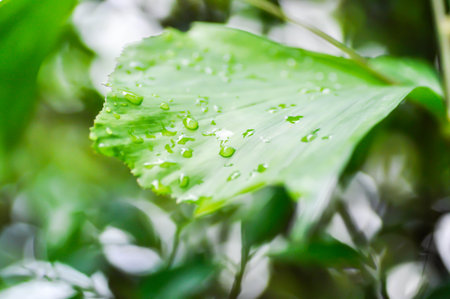 Caryota urens, Palmae or ARECACEAE or Caryota mitis Lour or Fishtail Palm or Wart Fishtail Palm and rain droplet or dew dropの写真素材
