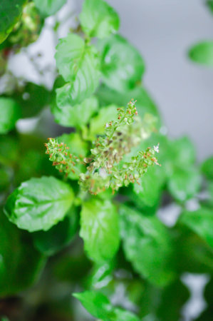basil or holy basil, sweet basil or Ocimum tenuiflorum or Sacred basil or Lamiaceae plant and flower