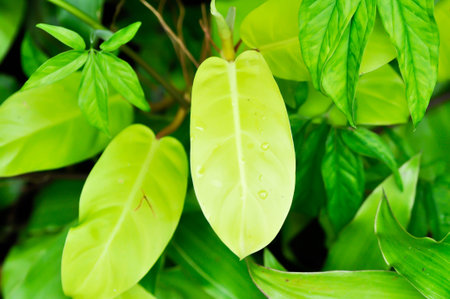 Philodendron,  araceae or lemon lime philodendron or  philodendron lemon lime or Philodendron sp or yellow philodendron in the gardenの写真素材