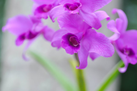 Cattleya or Cattleya lawrenceana, Sir Trevor Lawrences Cattleya or orchid or purple Cattleya or purple flowerの写真素材
