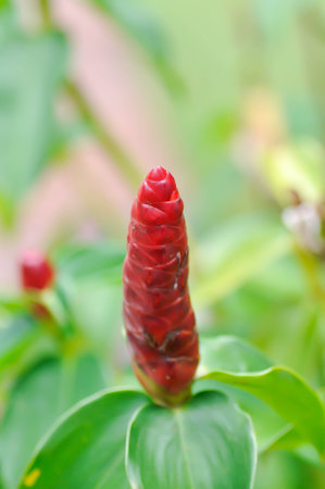 Costus speciosus, Crape ginger or Malay ginger or Spiral flag or Cheilocostus speciosus, Costaceae or Cane reed or red flowerの写真素材