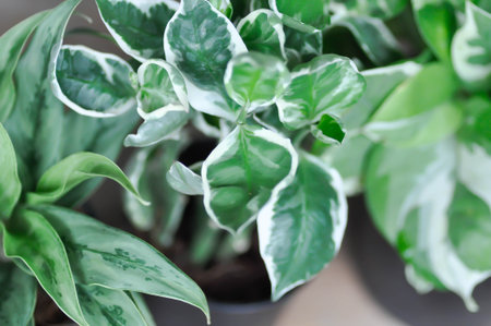 Euphorbia tithymaloides, Euphorbia tithymaloides L or Zigzag Plant or EUPHORBIACEAE or bicolor plantの写真素材