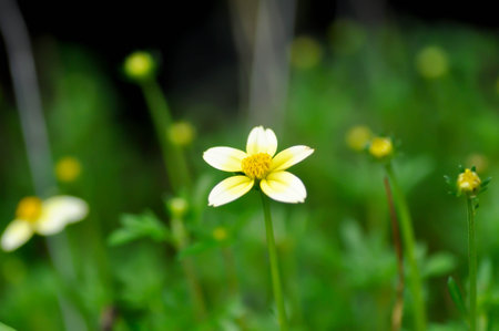 Bidens alba , Butterfly needles or Common beggarticks or Hairy beggarticks or Romerillo or Shepherds...